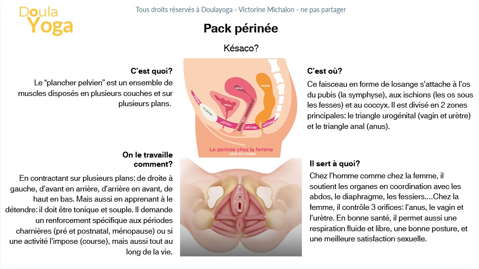 pack périnée exercices de yoga pour muscler son périnée